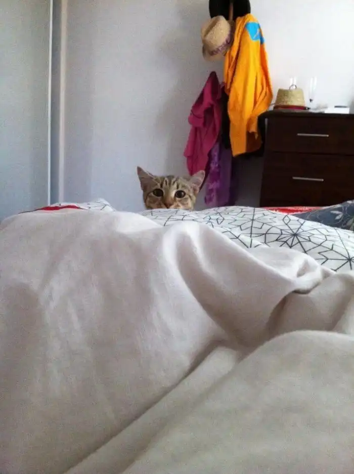 Кошки - хозяева в доме