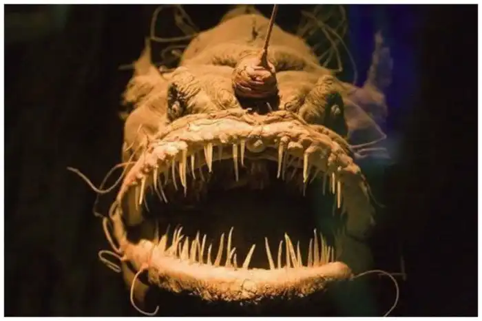 Невероятные монстры океанской бездны