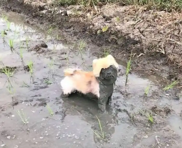 Подборка фейлов с людьми и животными