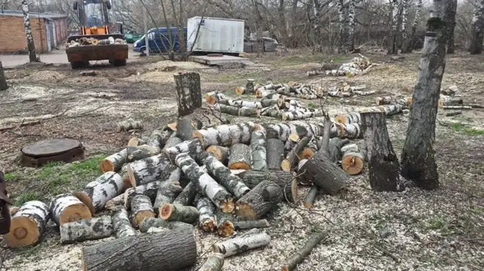 В Сергиевом Посаде срубили Рощу Победы, высаженную ветеранами
