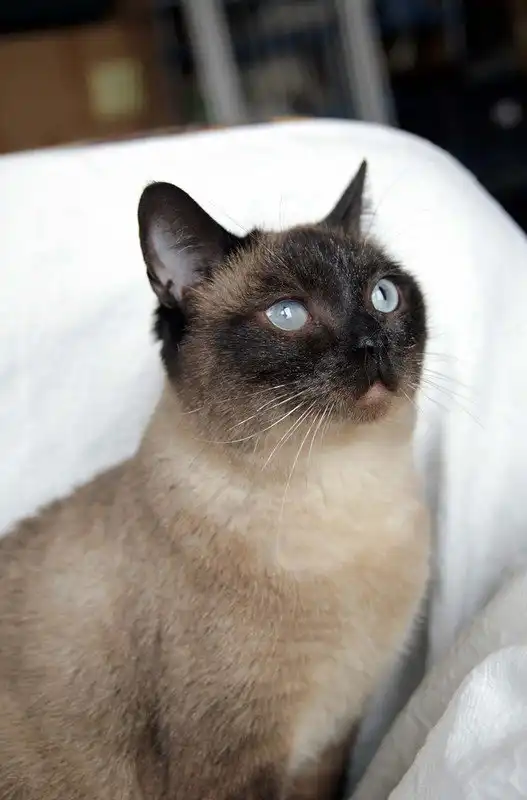 Отдам кошечку Катажину