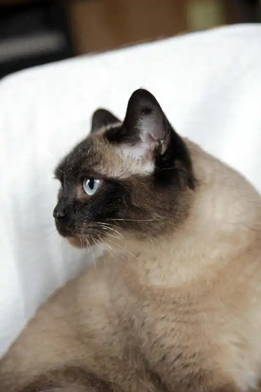 Отдам кошечку Катажину