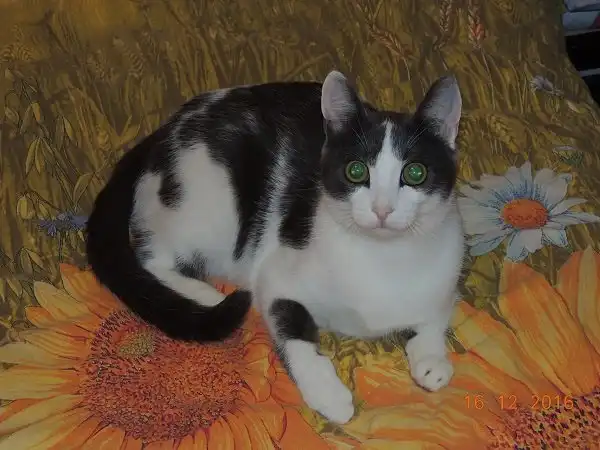 Отдам котика Камикадзе