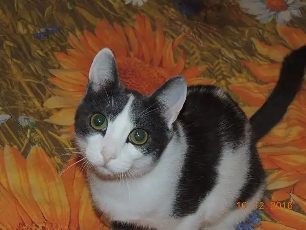 Отдам котика Камикадзе