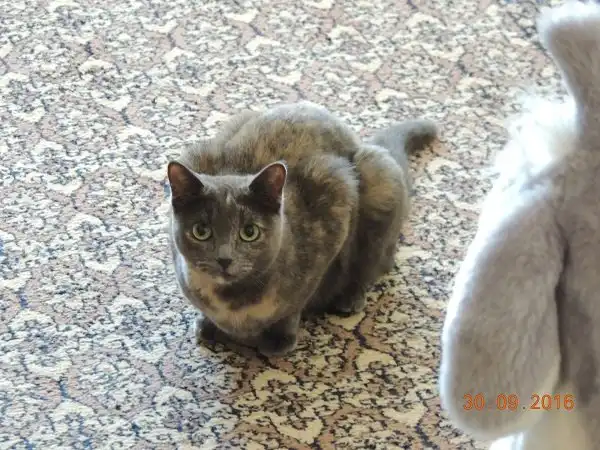 Отдам кошечку Пышу