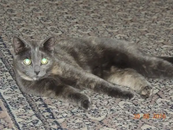 Отдам кошечку Пышу