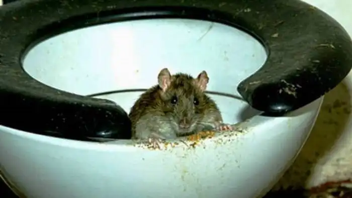 Самые странные фобии