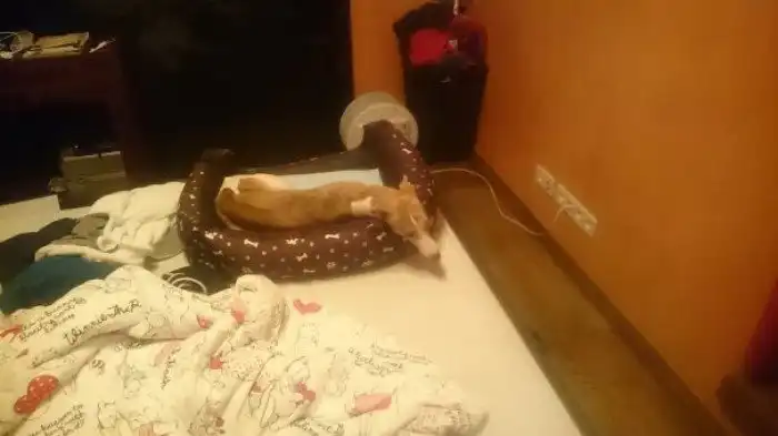 Самые смешные собаки