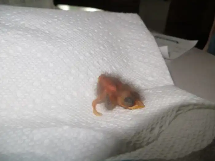 Этот птенец выпал из гнезда и умирал. Но посмотрите на него через 36 дней