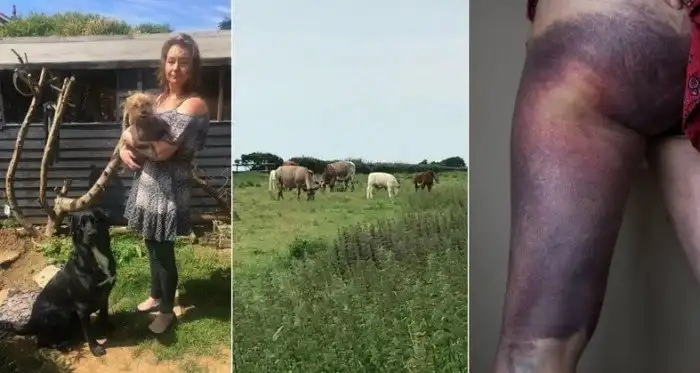 Вероломное нападение коровы