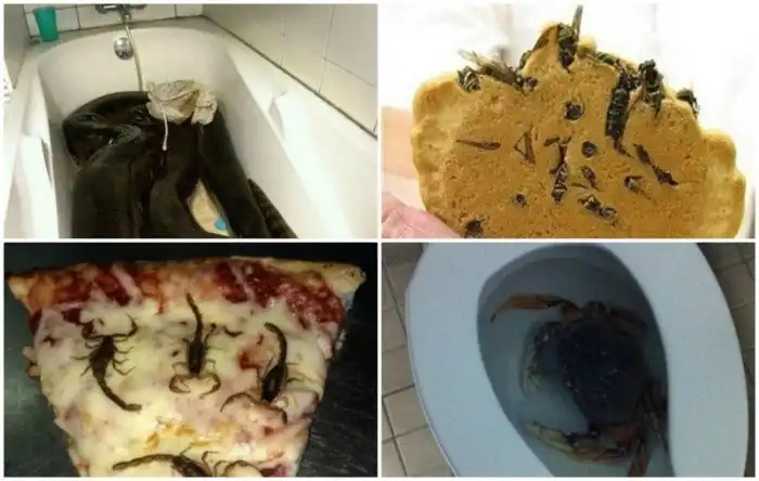 Сюрпризы, которым вы точно не обрадуетесь