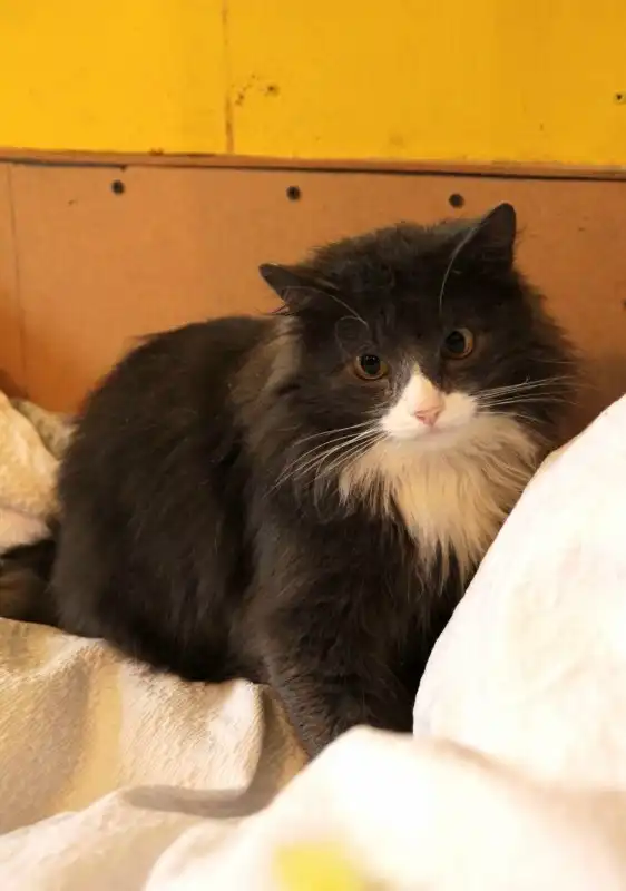 Отдам котика Георгия