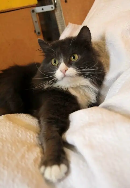 Отдам котика Георгия