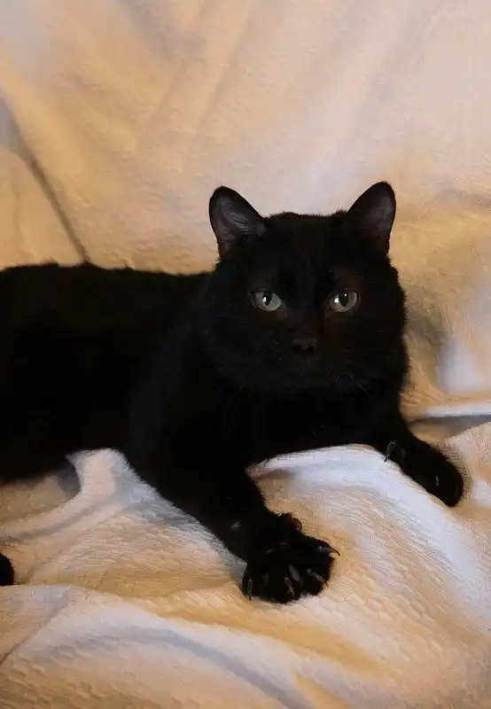 Отдам котика Бэтмена