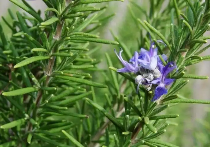 Энергетически сильные комнатные растения
