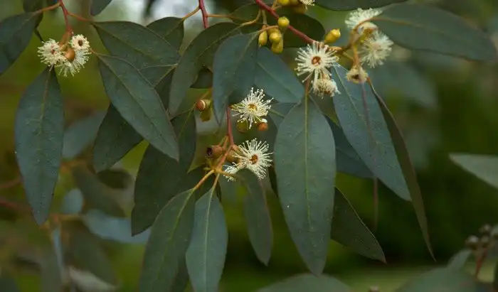Растения-антисептики: рецепты народной медицины
