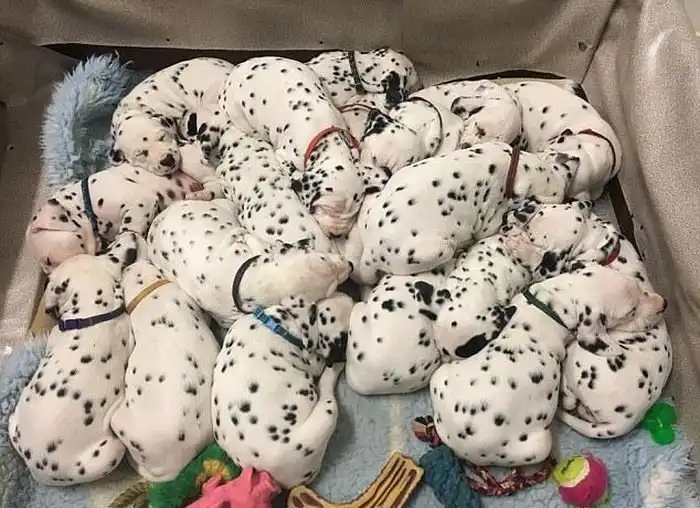 В Австралии далматин повторил мировой рекорд по количеству рожденных щенков