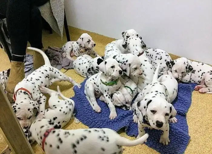 В Австралии далматин повторил мировой рекорд по количеству рожденных щенков