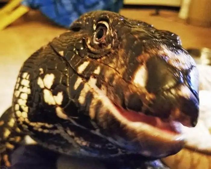 Огромная ящерица в роли домашнего питомца