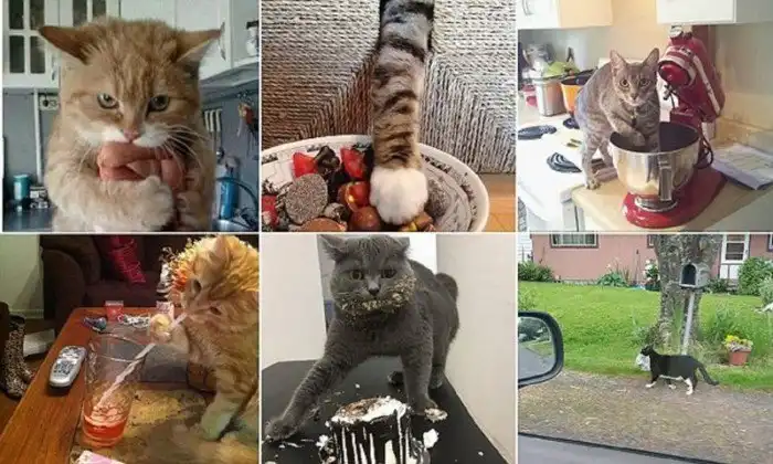 Кошки-воришки