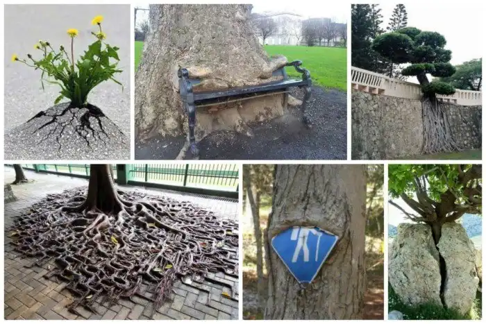 Жажда жизни и великая сила природы