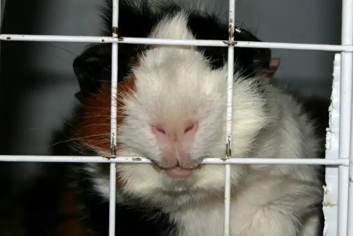 Швейцария. 20 интересных фактов