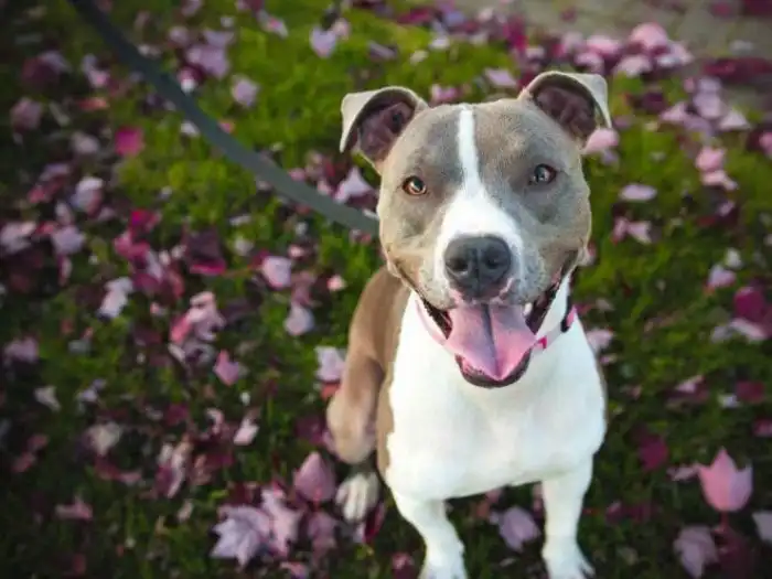 Удивительные запреты разных стран