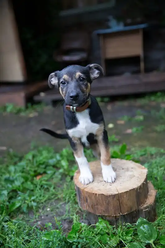 В поисках любящего хозяина