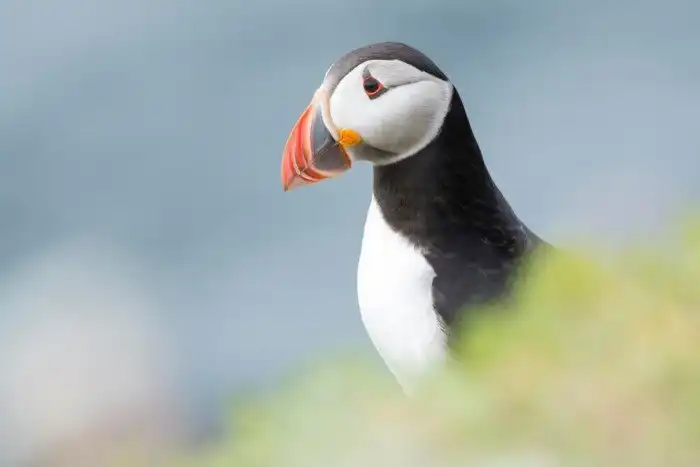 Объявлены победители ежегодного орнитологического фотоконкурса