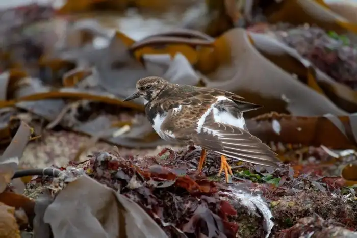 Объявлены победители ежегодного орнитологического фотоконкурса