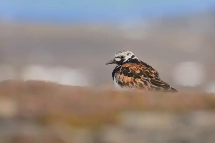 Объявлены победители ежегодного орнитологического фотоконкурса