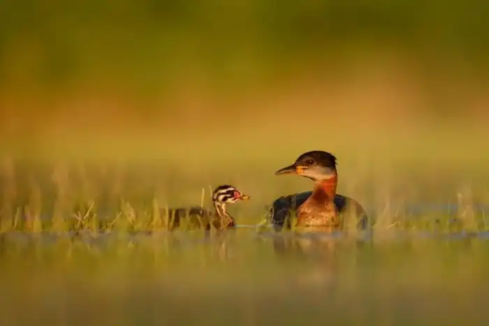 Объявлены победители ежегодного орнитологического фотоконкурса