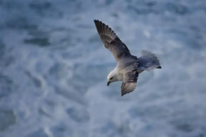 Объявлены победители ежегодного орнитологического фотоконкурса