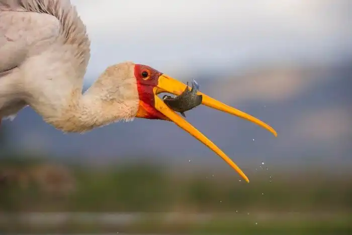 Объявлены победители ежегодного орнитологического фотоконкурса