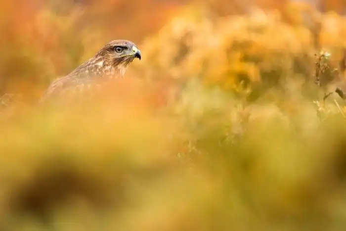 Объявлены победители ежегодного орнитологического фотоконкурса