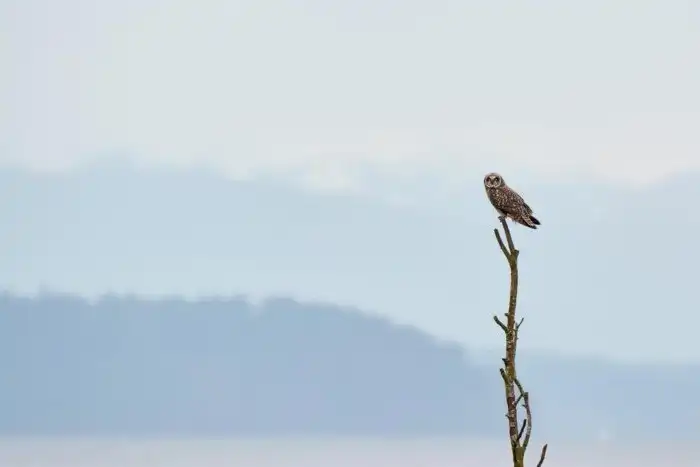 Объявлены победители ежегодного орнитологического фотоконкурса