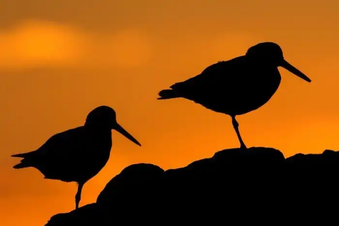 Объявлены победители ежегодного орнитологического фотоконкурса