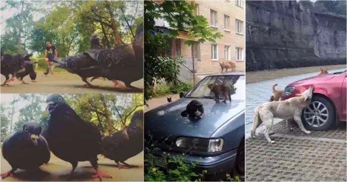 Осторожно: в городе орудует банда!