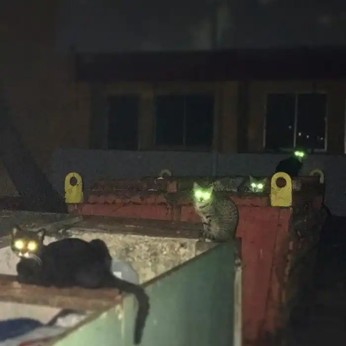 Осторожно: в городе орудует банда!