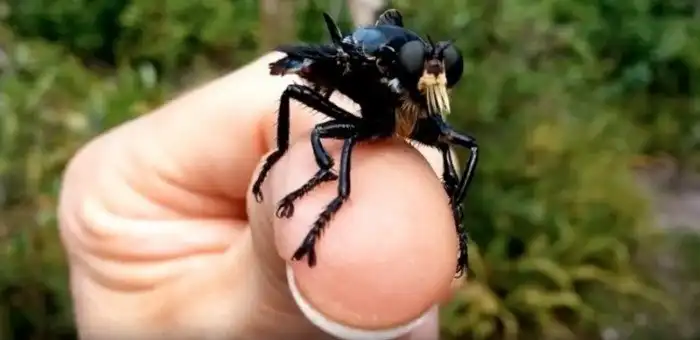 7 способов избавиться от мух