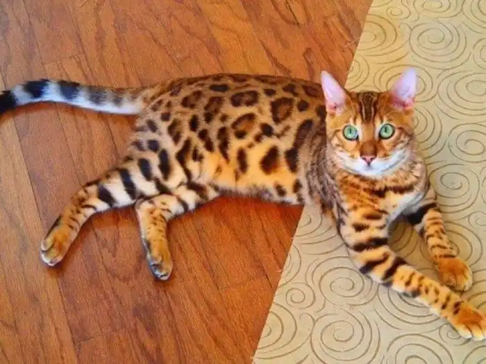 Самые дорогие домашние питомцы в мире. На этих питомцах можно разориться