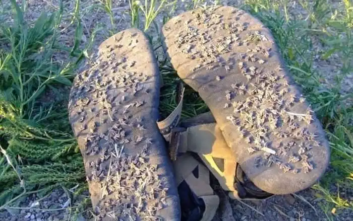 Сорняковое растение якорец стелющийся захватывает Таганрог