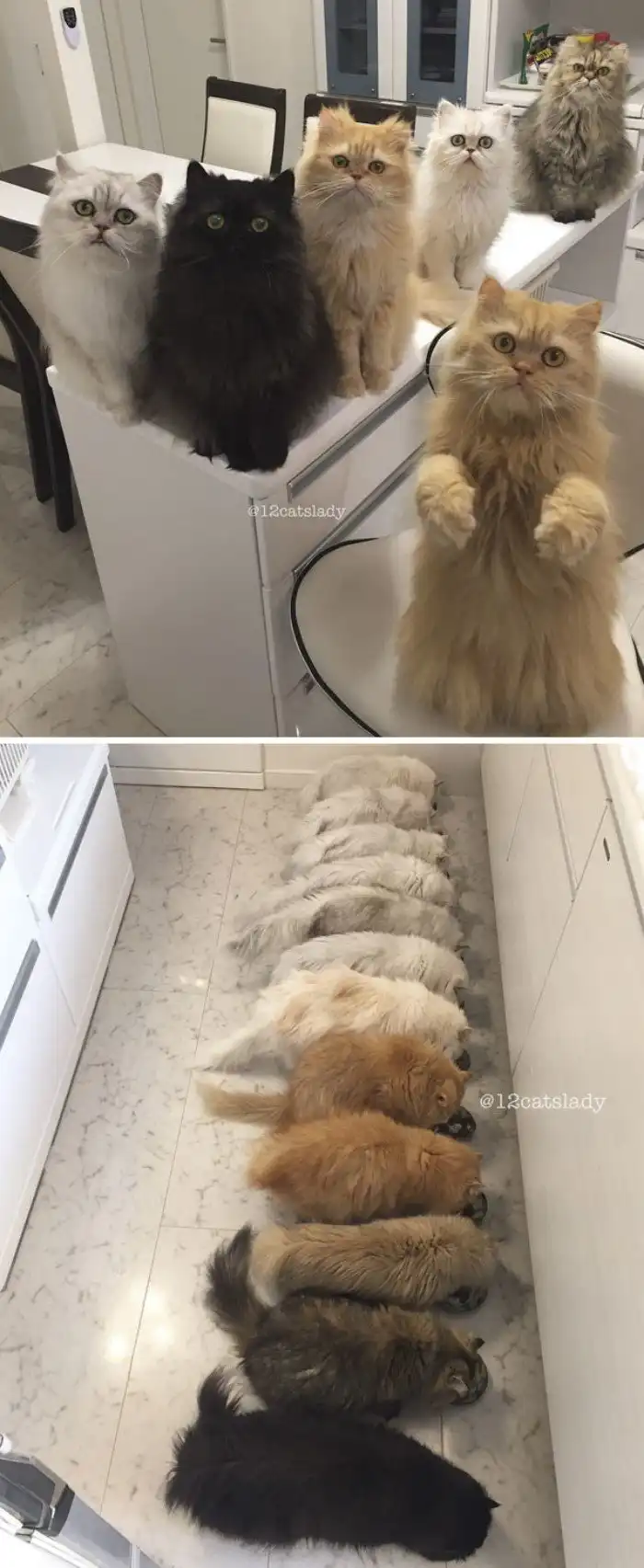 35 фотографий из жизни семей, у которых много питомцев