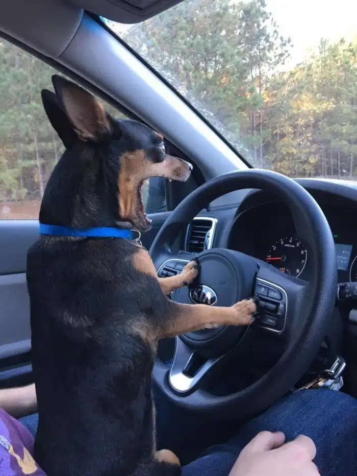 Вот что случается, когда за руль садится истинная автоледи