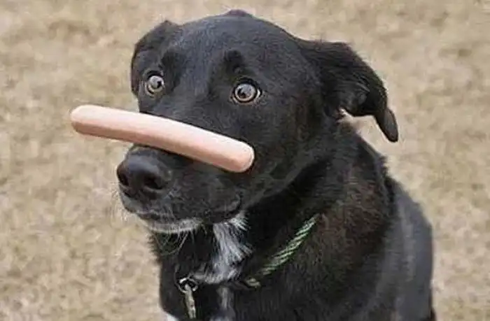 Девушки, кексы и летающие свиньи или пословицы и поговорки народов мира