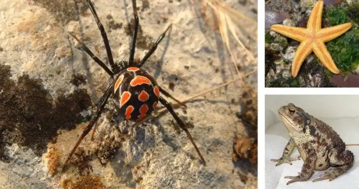 Австралийцам на зависть: 12 ядовитых существ, обитающих в России