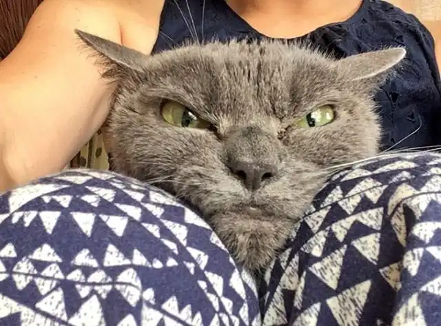 Недовольная кошка по кличке Шамо