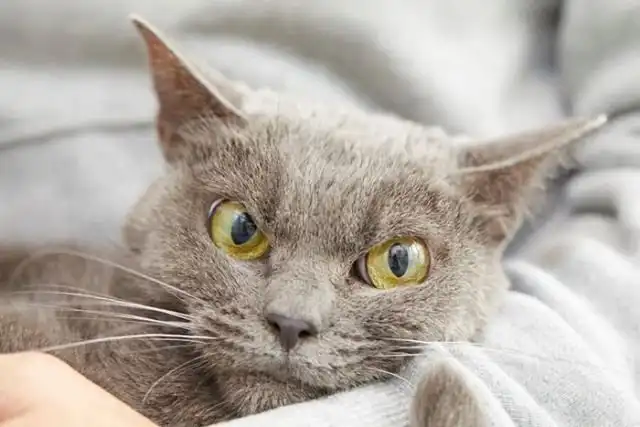 Недовольная кошка по кличке Шамо