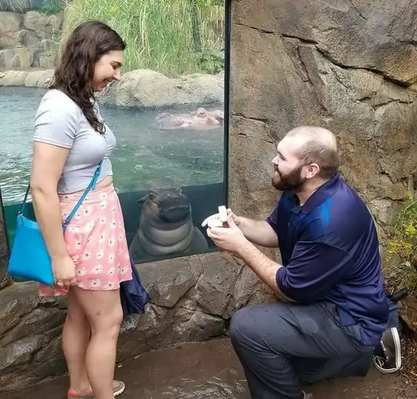Любопытный бегемотик стал героем фотографии с помолвкой американской пары