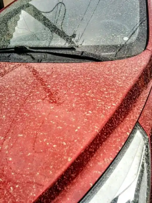 В Сочи прошел грязевой дождь